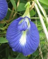 Clitoriaternatea05.jpg