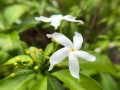 TabernaemontanaDivaricata04.jpg