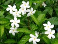 TabernaemontanaDivaricata01.jpg