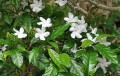 TabernaemontanaDivaricata02.jpg