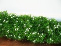 TabernaemontanaDivaricata03.jpg