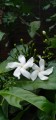 TabernaemontanaDivaricata05.jpg