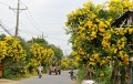 TecomaStans05.jpg