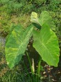 ColocasiaEsculentaVariegata01.jpg
