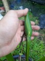 ColocasiaEsculentaAquatilisVariegata02.jpg
