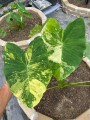 ColocasiaEsculentaAquatilisVariegata03.jpg