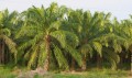 ElaeisOleifera02.jpg