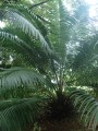 ElaeisOleifera03.jpg