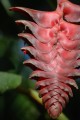 HeliconiaMariae01.jpg