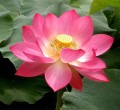 NelumboNuciferaRed05.jpg