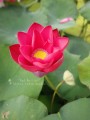 NelumboNuciferaRed01.jpg