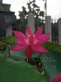 NelumboNuciferaRed02.jpg