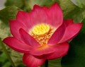 NelumboNuciferaRed03.jpg