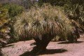 NolinaParviflora02.jpg