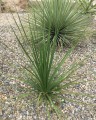 NolinaParviflora03.jpg