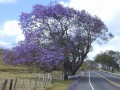 JacarandaCaucana02.jpg
