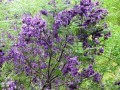 JacarandaCaucana01.jpg