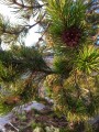 PinusAlbicaulis05.jpg