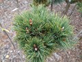 PinusAlbicaulis04.jpg