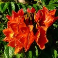 SpathodeaCampanulata01.jpg