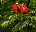 SpathodeaCampanulata06.jpg
