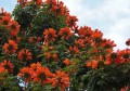 SpathodeaCampanulata04.jpg