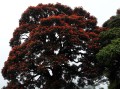 SpathodeaCampanulata02.jpg