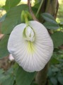 ClitoriaTernateaWhite01.jpg