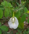 ClitoriaTernateaWhite02.jpg