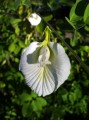 ClitoriaTernateaWhite03.jpg