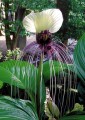 TaccaIntegrifolia01.jpg