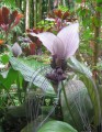 TaccaIntegrifolia02.jpg