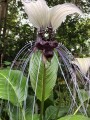 TaccaIntegrifolia03.jpg