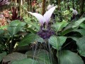 TaccaIntegrifolia04.jpg