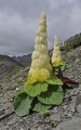 RheumNobile03.jpg