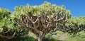 KleiniaNeriifolia01.jpg