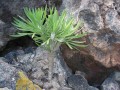 KleiniaNeriifolia02.jpg