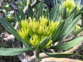 KleiniaNeriifolia04.jpg