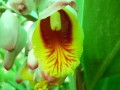 ElettariaCardamomum02.jpg