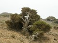 JuniperusTurbinata01.jpg