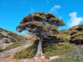 JuniperusTurbinata03.jpg