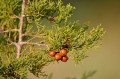 JuniperusTurbinata04.jpg