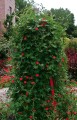 IpomoeaQuamoclit04.jpg