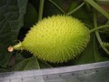 MomordicaSubangulataRenigera01.jpg