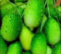 MomordicaSubangulataRenigera03.jpg