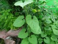 MomordicaSubangulataRenigera06.jpg
