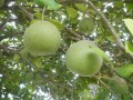 CitrusMaxima02.jpg