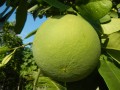 CitrusMaxima03.jpg