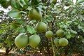 CitrusMaxima04.jpg