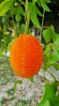 MomordicaCochinchinensis03.jpg